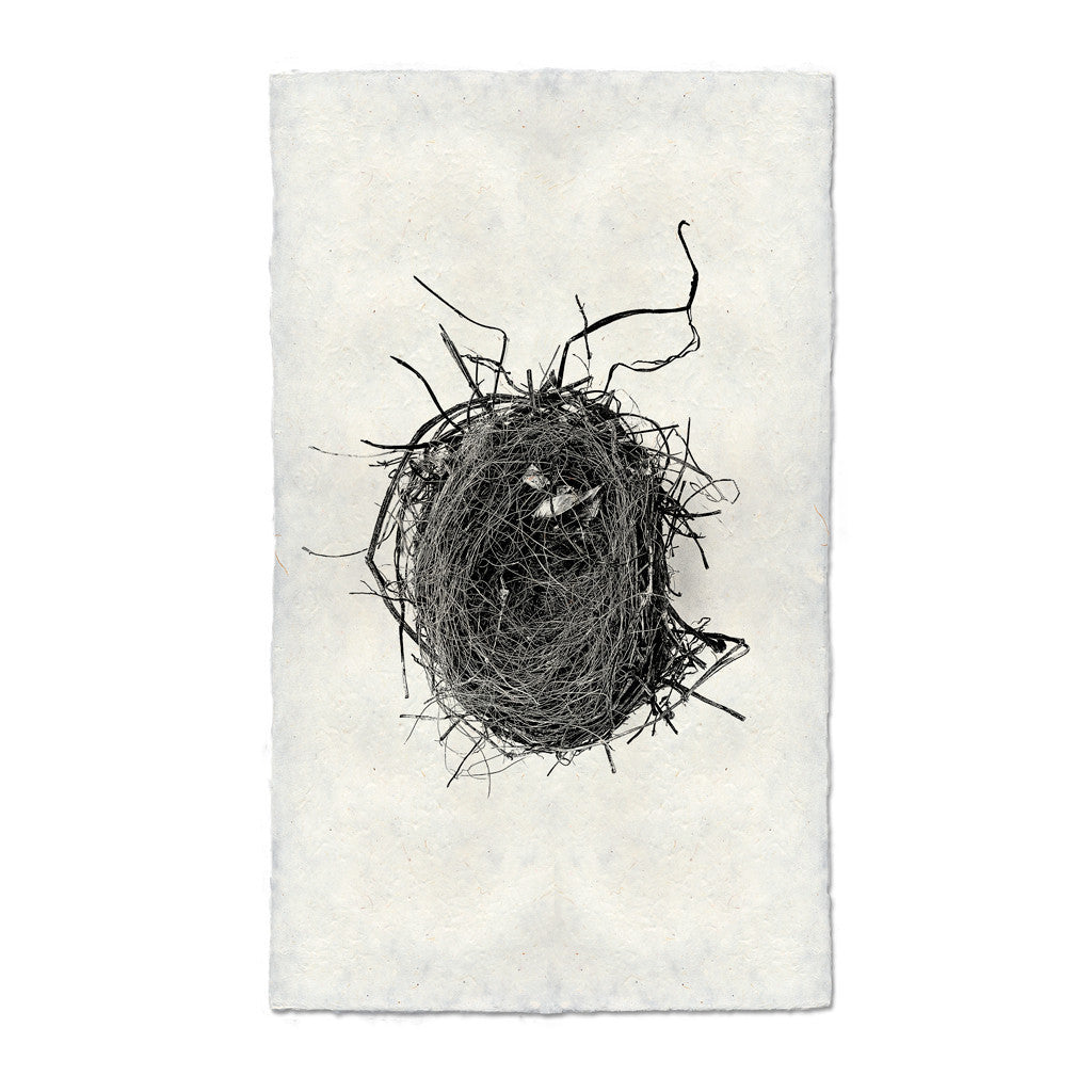 Bird Nest Study Print #4