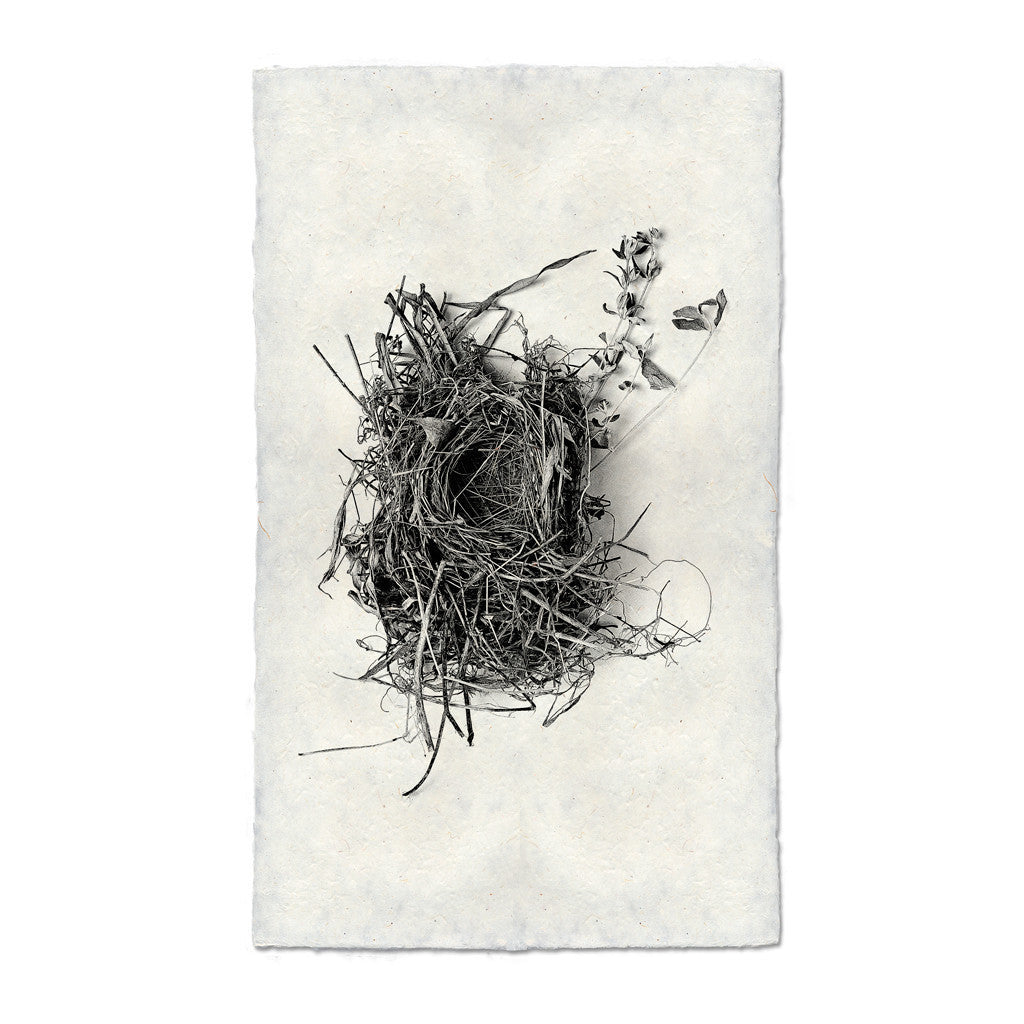 Bird Nest Study Print #1