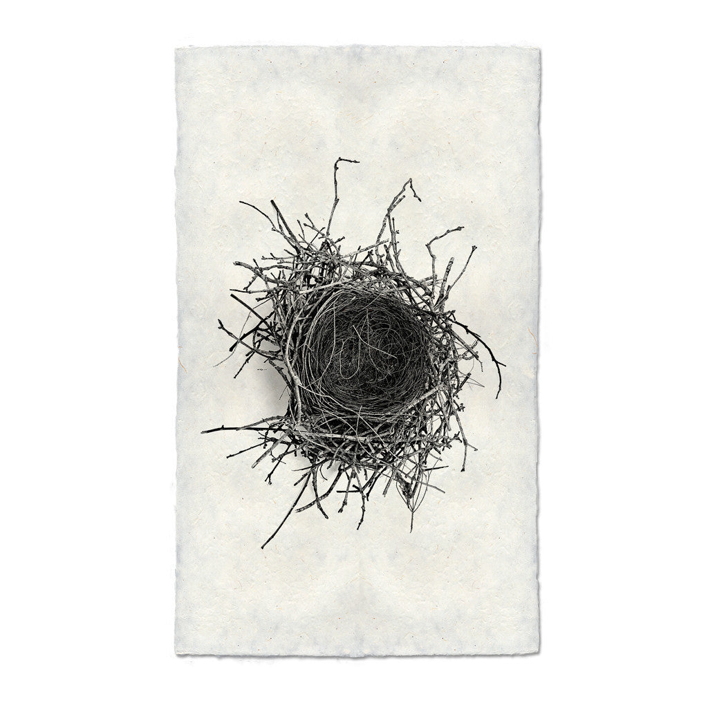 Bird Nest Study Print #2