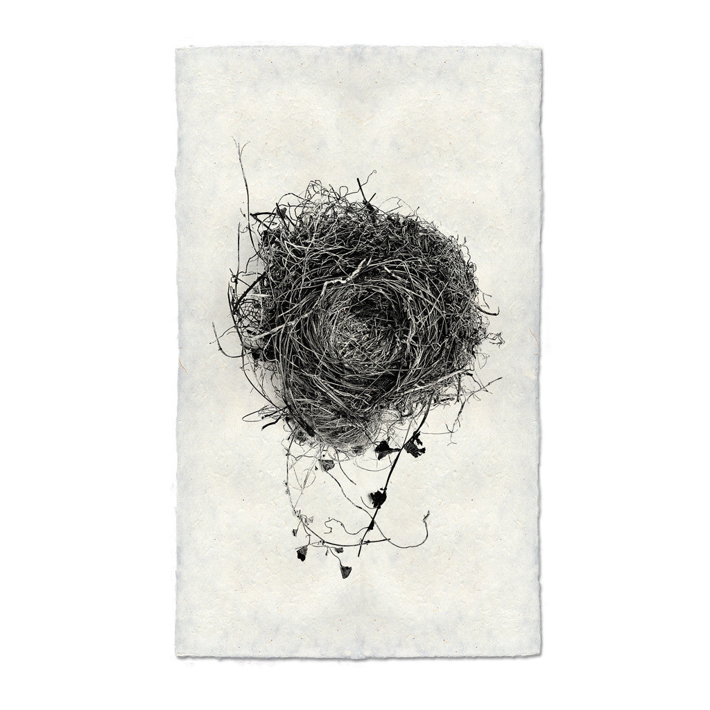 Bird Nest Study Print #3