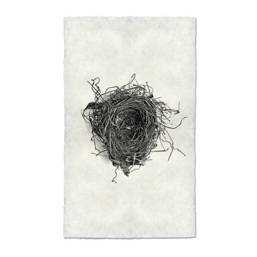 Bird Nest Study Print #5
