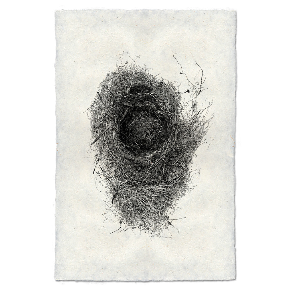 Bird Nest Study Print #6