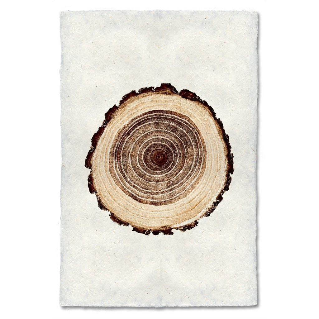 Oak Tree Ring Print