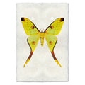 Butterfly Papilionoidea Study Print #1