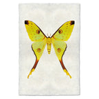 Butterfly Papilionoidea Study Print #1