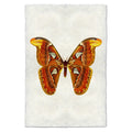 Butterfly Papilionoidea Study Print #2