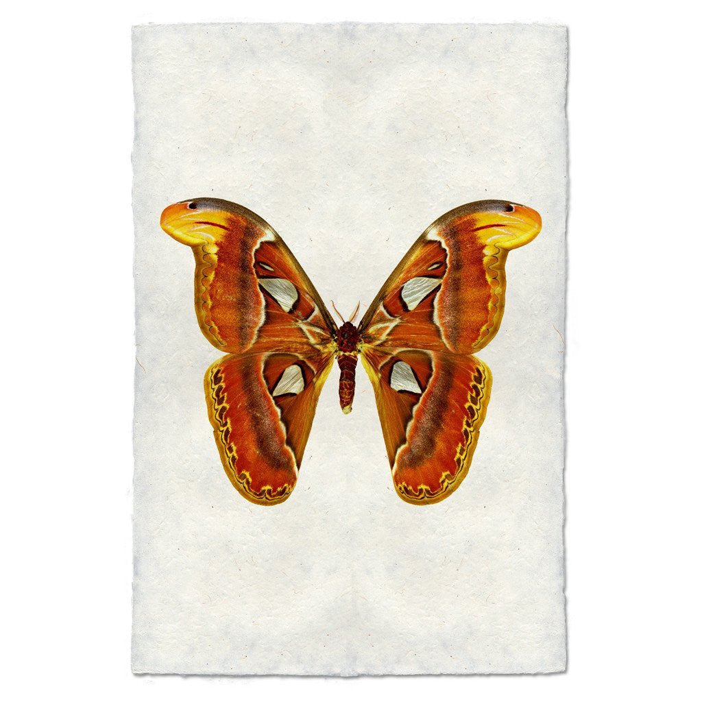 Butterfly Papilionoidea Study Print #2