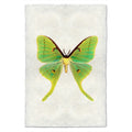 Butterfly Papilionoidea Study Print #3