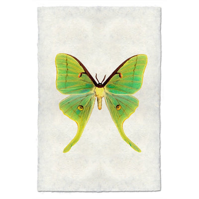 Butterfly Study Prints