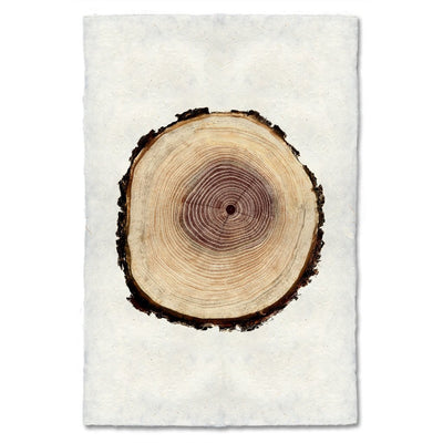 Tree Ring Study Prints