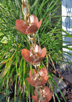 Tara Flower Copper and Brass Premium Rain Chain