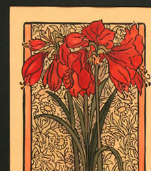 Amaryllis Print