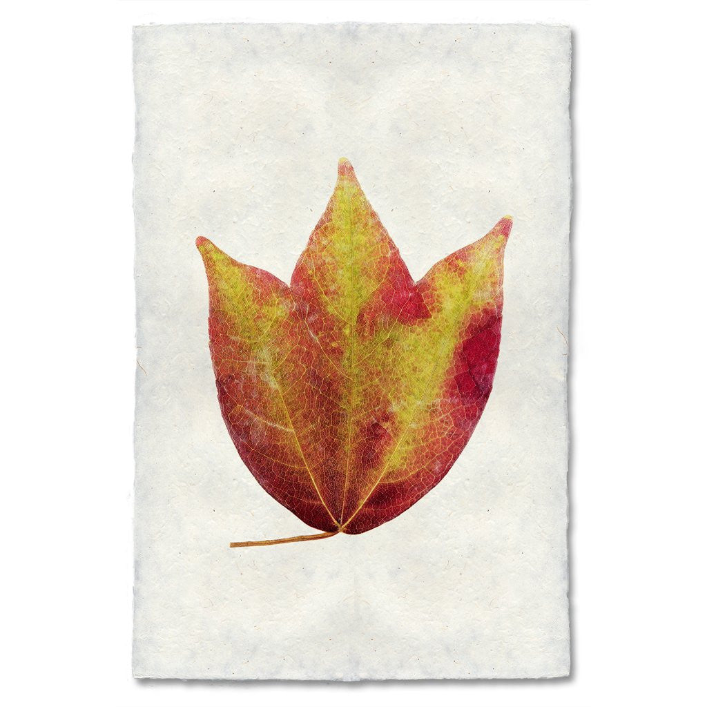 American Cranberry Leaf Study Print