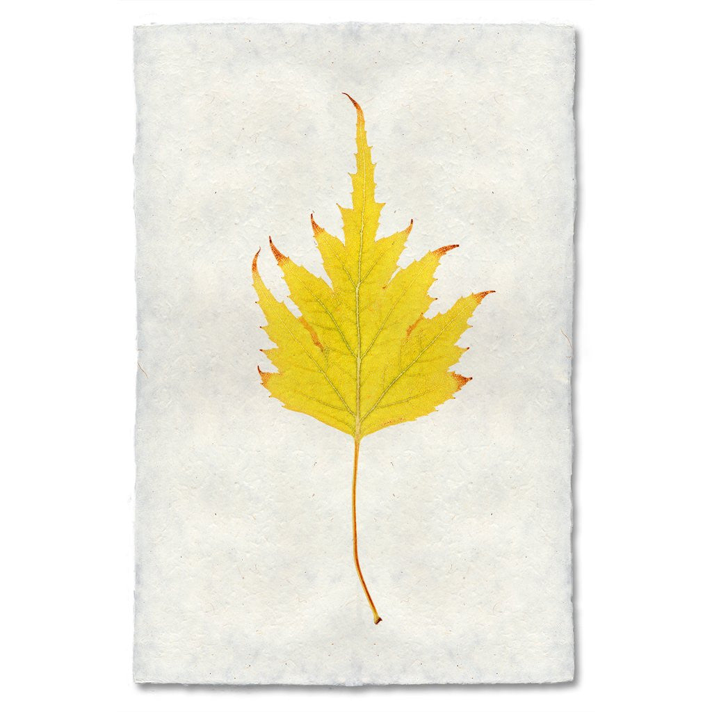 Birch Leaf Study Print