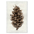 Douglas Fir Pine Print