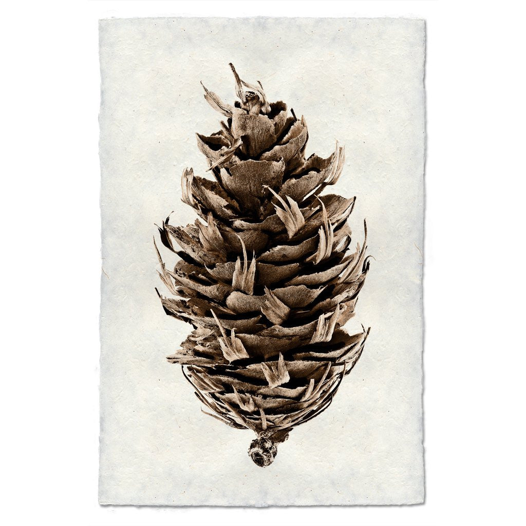 Douglas Fir Pine Print