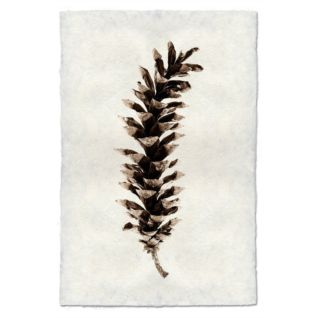 Eastern White Pine Print