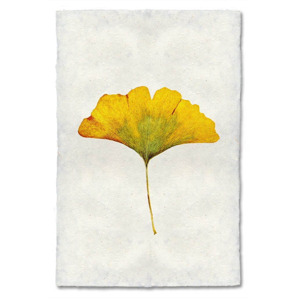 Ginkgo Leaf Study Print