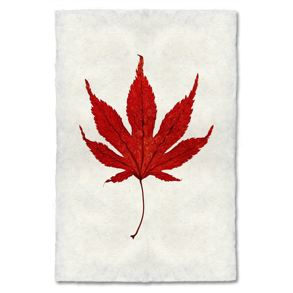 Japanese Maple Leaf Study Print