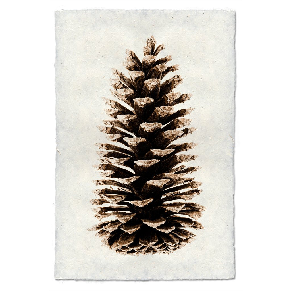 Loblolly Pine Print