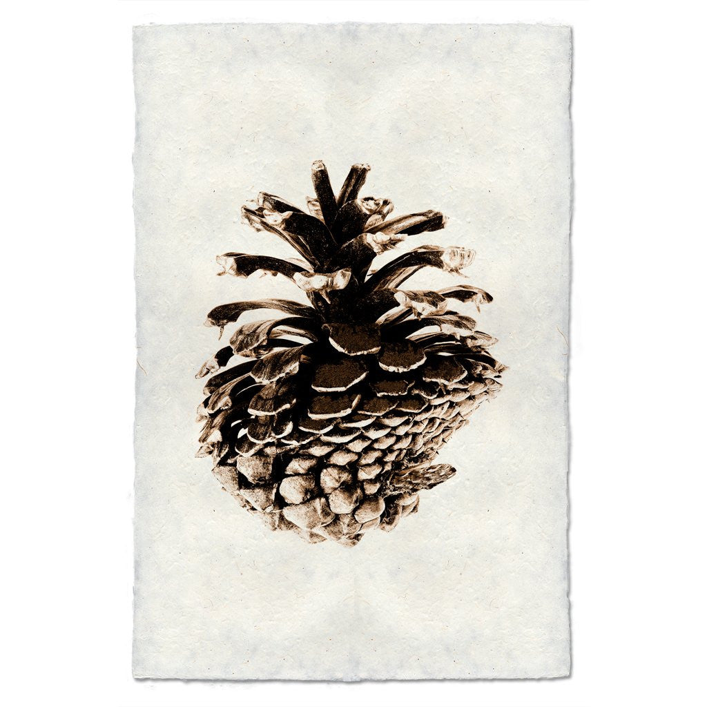 Lodge Pole Pine Print