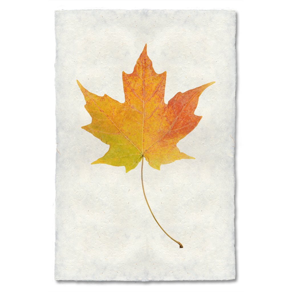 Maple Leaf Study Print