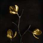 Wild Pod Shadow Box by Michael Aram