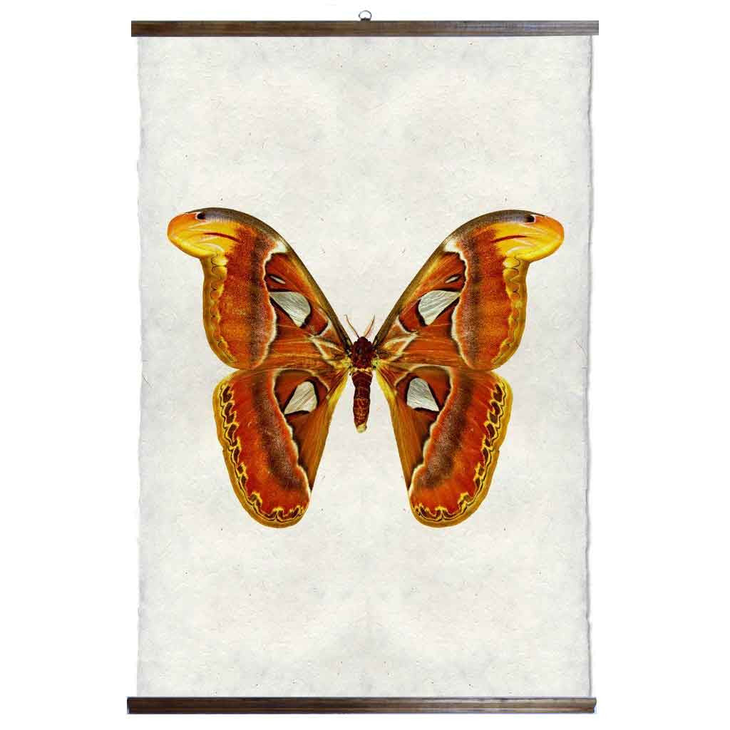 Grand Format  Papilionoidea #2 Print with wood Hanger