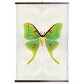 Grand Format  Papilionoidea #3 Print with wood Hanger