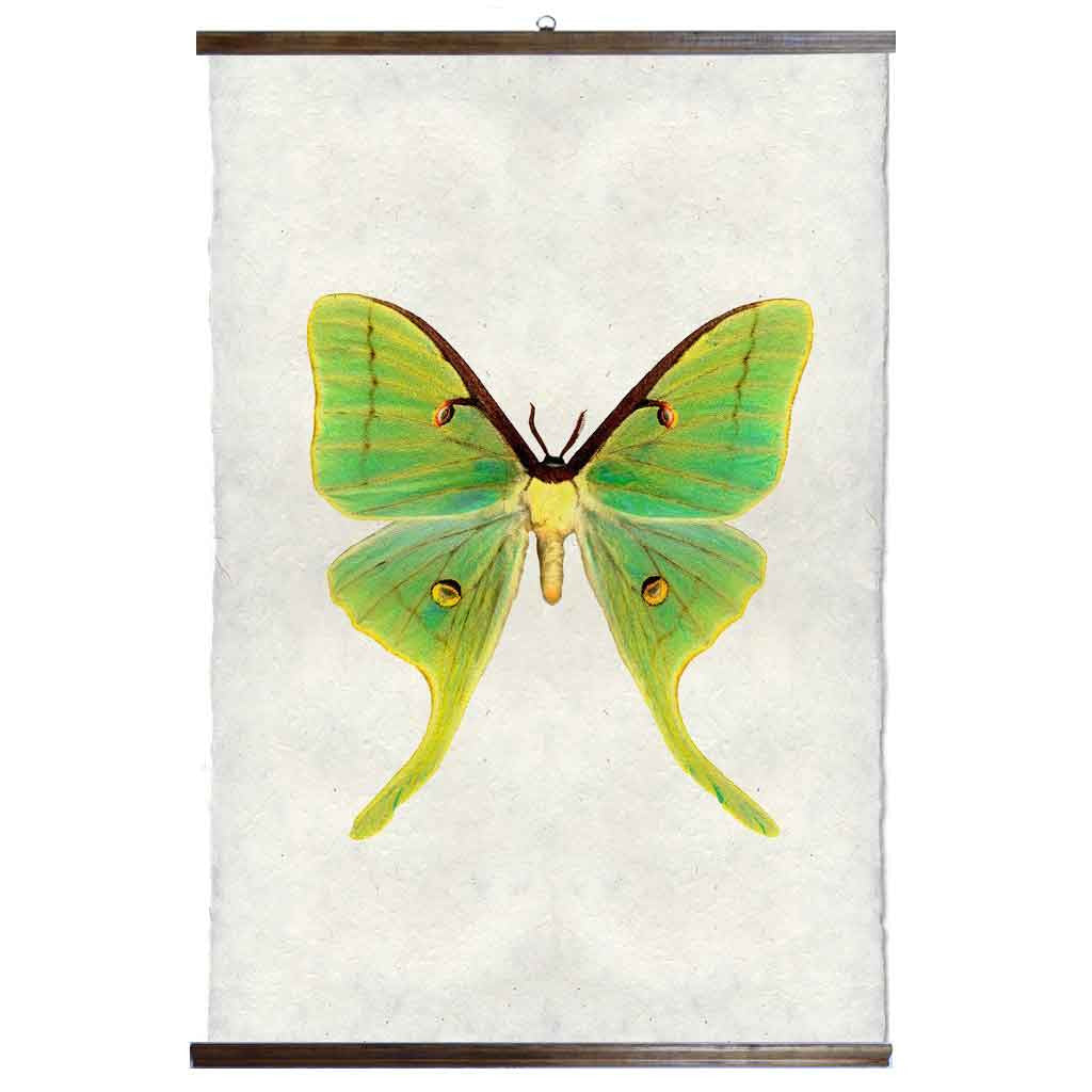 Grand Format  Papilionoidea #3 Print with wood Hanger