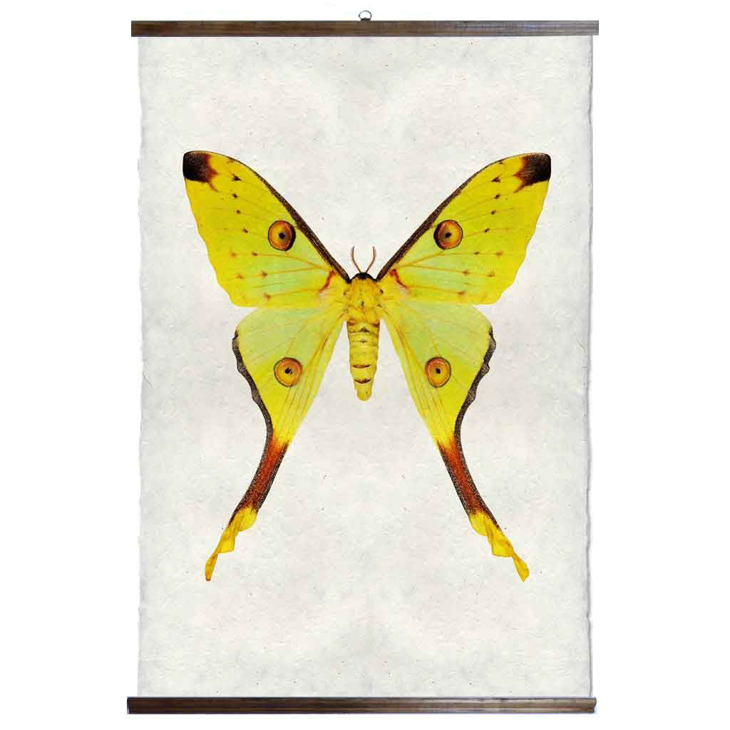 Grand Format  Papilionoidea #1 Print with wood Hanger