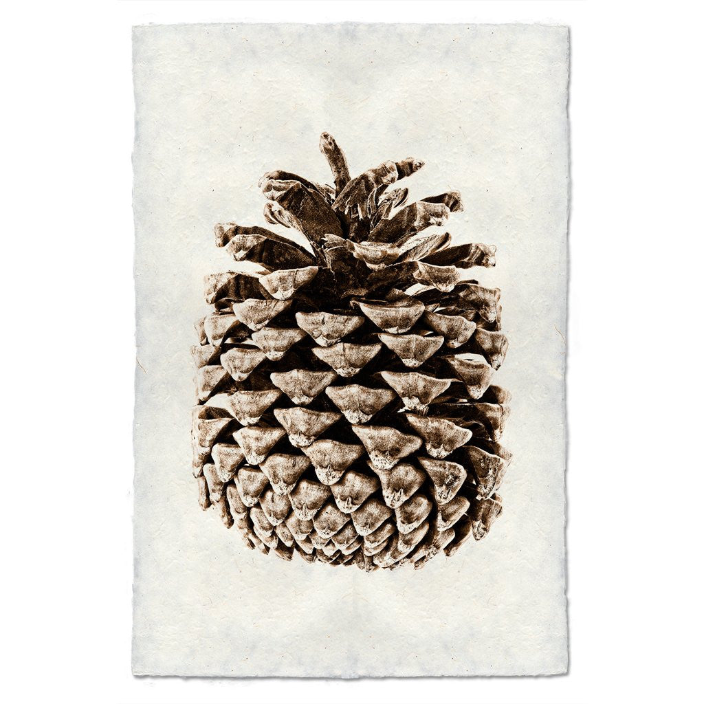 Ponderosa Pine Print