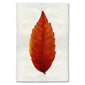 Sumac Leaf Study Print