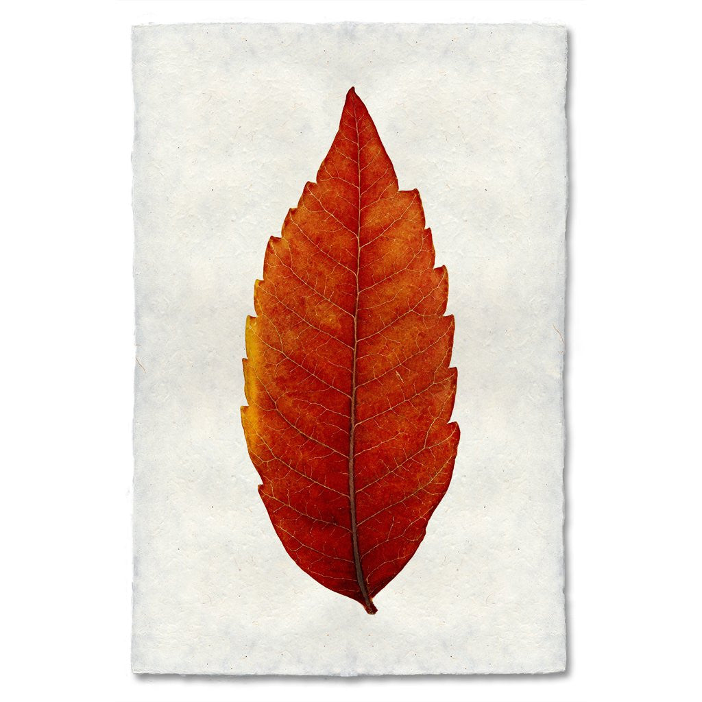 Sumac Leaf Study Print